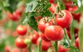 Spanish Farmers Protest Surge in Moroccan Produce Imports to EU