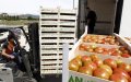 Spanish Farmers Protest Surge in Moroccan Tomato Imports, Citing Competitiveness Concerns