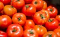 Spanish Farmers Raise Alarm as Moroccan Tomato Exports to EU Surge