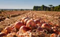 Spanish onion at 8 DH arrives in Morocco: Why our farmers are no longer a match!