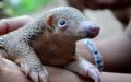 Spanish Police Arrest Woman Smuggling Dead Pangolins Linked to Coronavirus