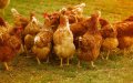 Spanish Poultry Farmers Protest EU Decision to Allow Moroccan Chicken Imports