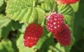 Spanish Raspberry Production Shifts to Morocco as Acreage Declines