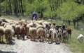 Spanish Sheep Exporters Turn to Algeria After Morocco's Eid Sacrifice Ban
