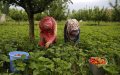 Spanish Strawberry Farms Face Labor Shortage as Morocco Closes Borders Amid COVID-19