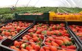 Spanish Strawberry Industry Faces Challenges from Moroccan Imports and European Economic Pressures