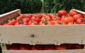 Spanish Tomato Exports Drop 20% as Moroccan Imports Surge 32%