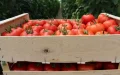 Spanish Tomato Industry in Crisis as Moroccan Imports Surge, EU Report Finds