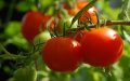 Spanish Tomato Industry Faces Crisis as Moroccan Imports Surge