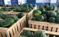 Spanish Watermelon Exports Surge as Morocco's Plummet in EU Market