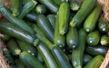 Spanish Zucchini Imports from Morocco Plummet 37% Since 2018