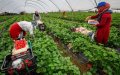 Stranded Moroccan Farm Workers in Spain Set for Repatriation Amid COVID-19 Precautions