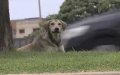 Stray Dog Attacks Escalate in Moroccan City of Salé, Residents Demand Action