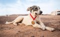 Stray Dog Finishes 52nd in Morocco's Grueling Marathon des Sables