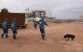 Stray Dogs Morocco: Sterilization vs Bullets Controversy