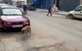 Stray dogs, a problem that poisons the lives of Casablancans