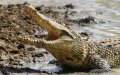 Study: Nile Crocodiles Respond to Distress Calls of Human and Primate Infants