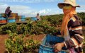 Survey Reveals Majority of Moroccan Workers Lack Employment Contracts and Job Security