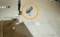 Suspect Arrested After Violent Attack on Authority Agent in Casablanca