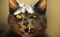 Suspected Rabies Case in Spain After Tourist's Cat Bite in Morocco