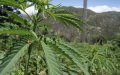 Syrian and Kurdish Well-Drillers Boost Morocco's Cannabis Industry