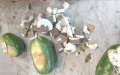 At Tanger Med, Watermelons Concealed 350 Kilos of Cannabis