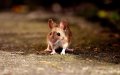Tangier Allocates $200,000 to Combat Rat and Mosquito Infestation