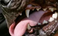 Tangier: a Pitbull Unleashes Horror