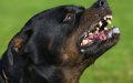 Teen Mauled by Loose Rottweiler at Antwerp Fair, Shares Ordeal on TikTok