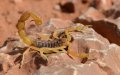 Toddler Dies from Scorpion Sting in Morocco as Hospital Lacks Antidote
