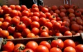 Tomato: Morocco Dethrones Spain and Becomes Europe's Absolute King