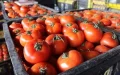 Tomato Prices Soar in France, Morocco to Blame