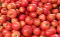Tomato Prices Surge in Morocco: Government Cites Global Demand Ahead of Ramadan