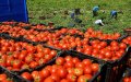 Tomato Prices Surge in Morocco as Ramadan Approaches, Could Hit 20 Dirhams per Kilo