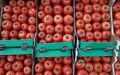 Tomato Prices Surge in Morocco, Reaching 14 Dirhams per Kilo in Major Cities