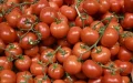 Tomato: Shortage looming in Morocco?