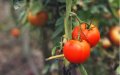 Tomato Virus Threatens Crops in Morocco and Europe, Raising Food Safety Concerns