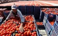 Tomatoes: why Morocco is winning the price war against Spain