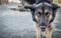 Tourist Bitten by Stray Dog at Tangier Port, Sparks Concern Over City Safety