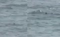 Tragic Discovery: Teen Migrant's Body Found in Moroccan Waters Near Ceuta