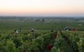Trial Begins for Alleged Exploitation of Moroccan Vineyard Workers in France