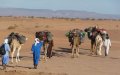 Tribal Tensions Flare Near Agadir Airport as Authorities Intervene in Nomadic Dispute