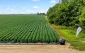 Trump Morocco Phosphate Deal Angers Spanish Farmers