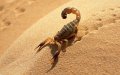 Two Children Die from Scorpion Stings in Morocco's Ouezzane Province Amid Heatwave