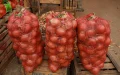 Two months after reopening, Morocco could once again block its onion exports