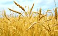 Ukraine Seeks to Boost Grain Exports to Morocco Amid Supply Concerns