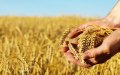 Ukraine War Sparks Wheat Price Surge, Threatening African Food Security