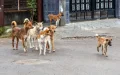 Uncontrollable packs of dogs in Marrakech