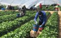 Undocumented Workers Seek Legal Status to Save Spain's Strawberry Harvest