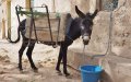 Unusual Donkey Auction in Morocco Sparks Social Media Buzz